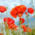 Poppy