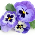 Pansy