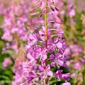 Rosebay Willowherb