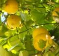 Amalfi Lemon
