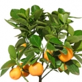 Sicilian Mandarin