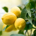 Sicilian Lemon